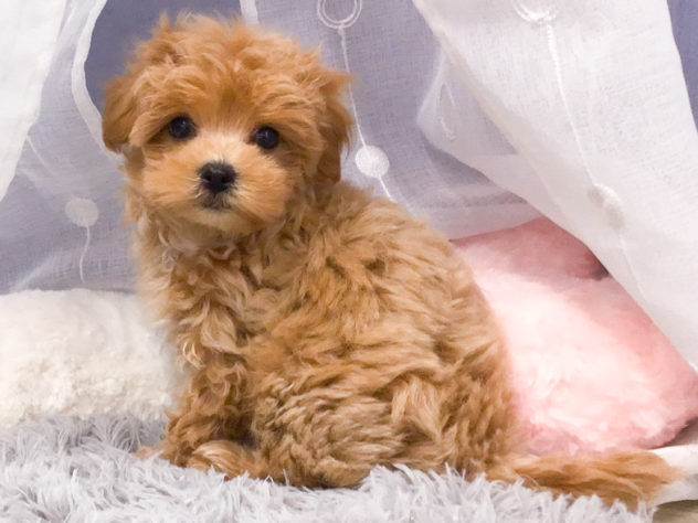 愛知県のハーフ犬・ミックス犬 (アミーゴ知立店/2024年5月22日生まれ/女の子/クリーム)の子犬