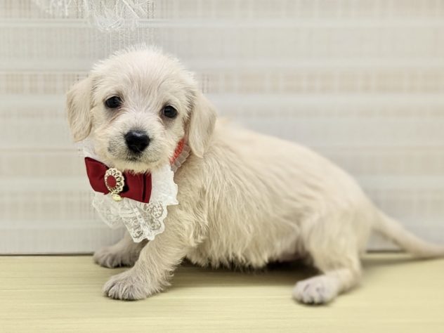 福島県のハーフ犬・ミックス犬 (アミーゴ会津若松店/2024年5月5日生まれ/女の子/クリーム)の子犬