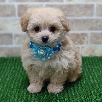 2024年5月15日生まれのハーフ犬・ミックス犬の1枚目の写真