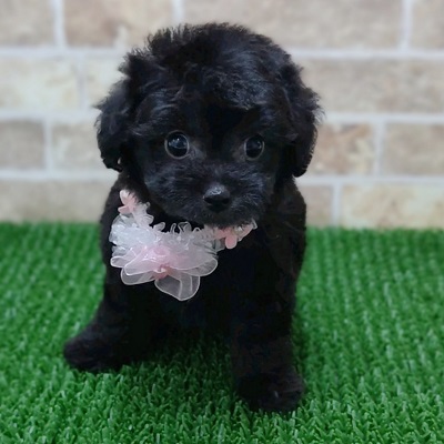 大阪府のハーフ犬・ミックス犬 (アミーゴ高槻店/2024年5月16日生まれ/女の子/ブラック)の子犬