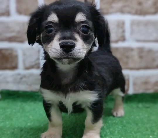 2024年5月8日生まれのハーフ犬・ミックス犬の1枚目の写真