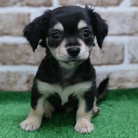 2024年5月8日生まれのハーフ犬・ミックス犬の2枚目の写真