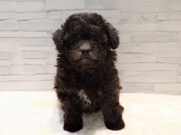 新潟県のハーフ犬・ミックス犬 (アミーゴ新発田店/2024年4月28日生まれ/男の子/ブリンドル)の子犬