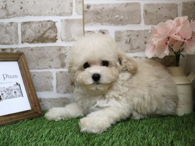 兵庫県のトイプードル(トイ) (アミーゴ神戸西店/2024年4月22日生まれ/女の子/ホワイト)の子犬