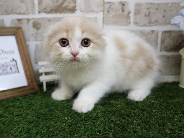 兵庫県のスコティッシュフォールド (アミーゴ神戸西店/2024年5月3日生まれ/男の子/クリームタビーホワイト)の子猫