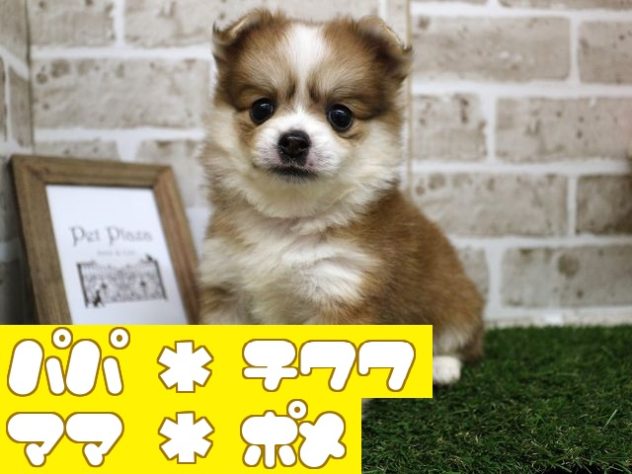 2024年5月1日生まれのハーフ犬・ミックス犬の1枚目の写真
