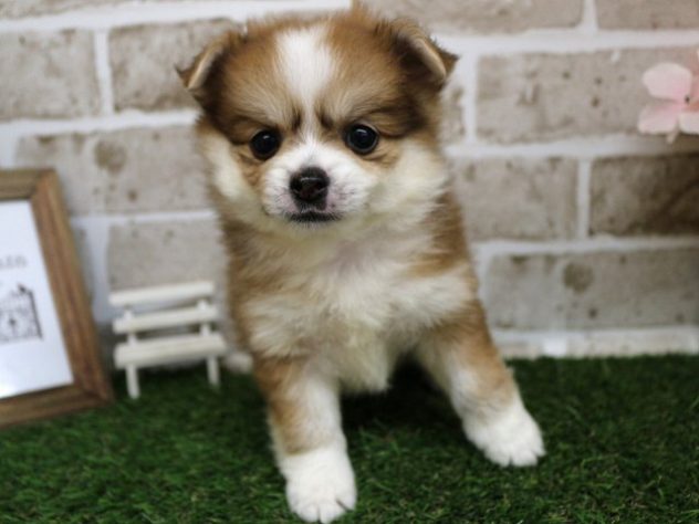 2024年5月1日生まれのハーフ犬・ミックス犬の3枚目の写真