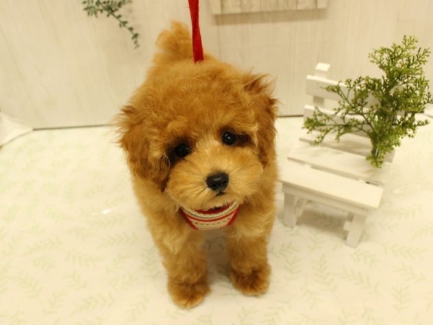 兵庫県のトイプードル(トイ) (アミーゴ加古川店/2024年5月13日生まれ/男の子/アプリコット)の子犬