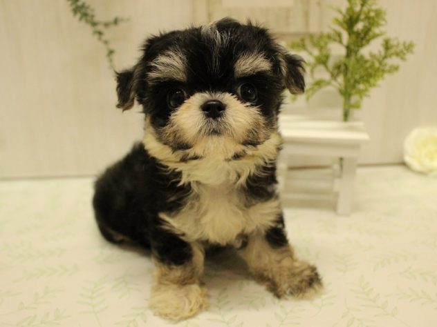 兵庫県のハーフ犬・ミックス犬 (アミーゴ加古川店/2024年5月30日生まれ/女の子/ブラッククリームホワイト)の子犬