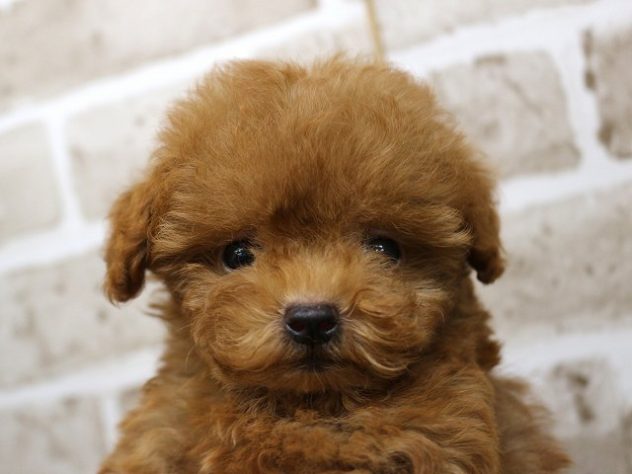 兵庫県のトイプードル(トイ) (アミーゴ神戸西店/2024年5月18日生まれ/男の子/アプリコット)の子犬