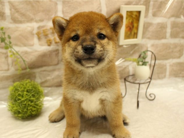 兵庫県の柴犬(標準サイズ) (アミーゴ加古川店/2024年5月20日生まれ/男の子/赤)の子犬