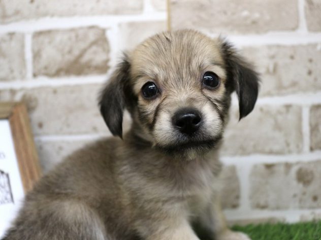 兵庫県のハーフ犬・ミックス犬 (アミーゴ神戸西店/2024年5月21日生まれ/男の子/セーブル)の子犬