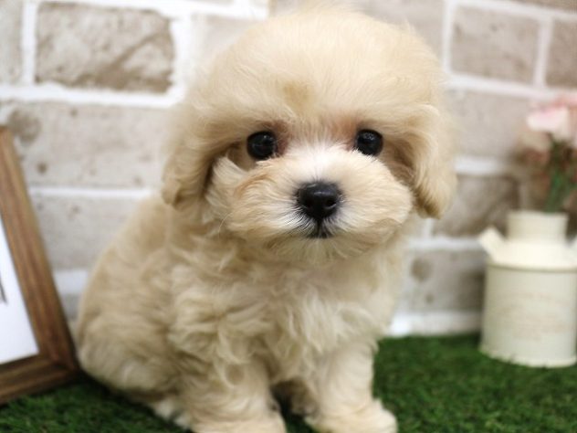 兵庫県のハーフ犬・ミックス犬 (アミーゴ神戸西店/2024年5月30日生まれ/女の子/クリーム)の子犬