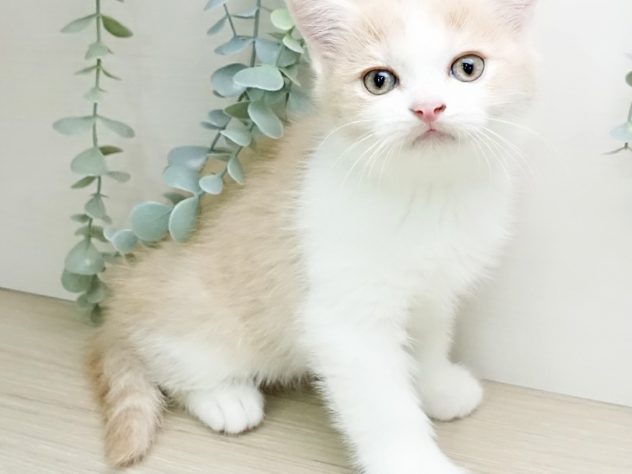 群馬県のスコティッシュフォールド (アミーゴ前橋店/2024年5月8日生まれ/男の子/クリームタビーホワイト)の子猫