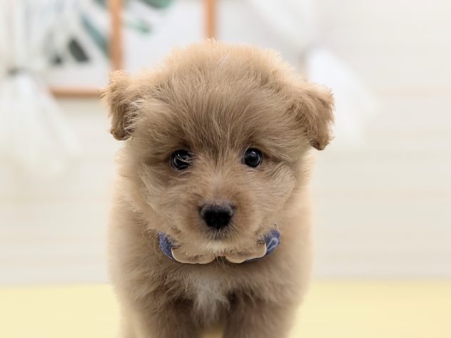 2024年4月28日生まれのハーフ犬・ミックス犬の2枚目の写真
