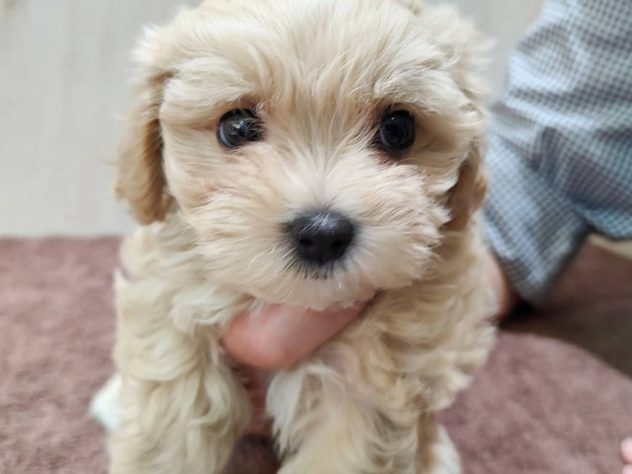 山形県のハーフ犬・ミックス犬 (アミーゴ米沢店/2024年4月27日生まれ/女の子/クリームホワイト)の子犬