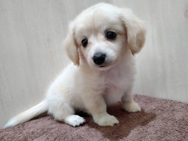 山形県のハーフ犬・ミックス犬 (アミーゴ米沢店/2024年5月5日生まれ/男の子/クリーム)の子犬