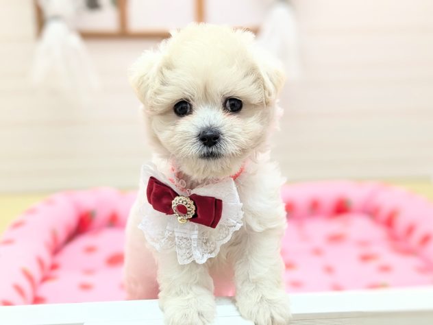 福島県のハーフ犬・ミックス犬 (アミーゴ会津若松店/2024年5月22日生まれ/女の子/クリーム)の子犬