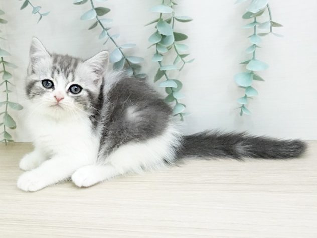 群馬県のスコティッシュフォールド (アミーゴ前橋店/2024年5月1日生まれ/女の子/ブルータビーホワイト)の子猫