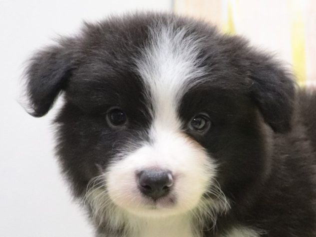 大阪府のボーダーコリー (アミーゴ鳳店/2024年5月14日生まれ/女の子/ブラックホワイト)の子犬