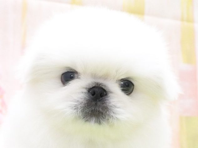 大阪府のペキニーズ (アミーゴ鳳店/2024年5月20日生まれ/男の子/ホワイト)の子犬