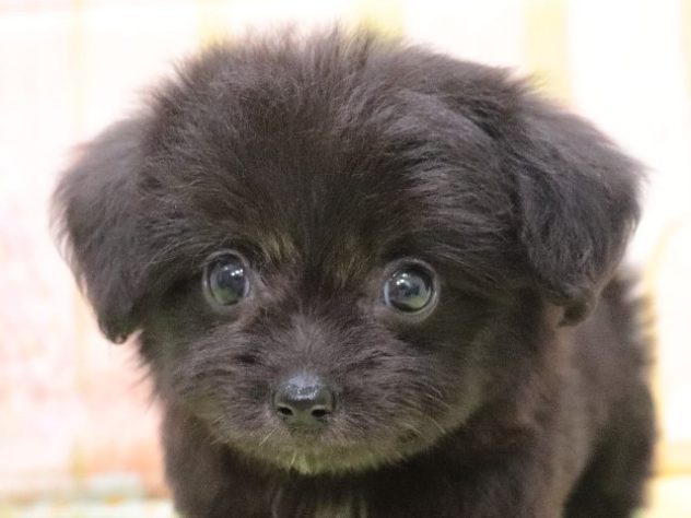 大阪府のハーフ犬・ミックス犬 (アミーゴ鳳店/2024年5月7日生まれ/女の子/ブラックホワイト)の子犬
