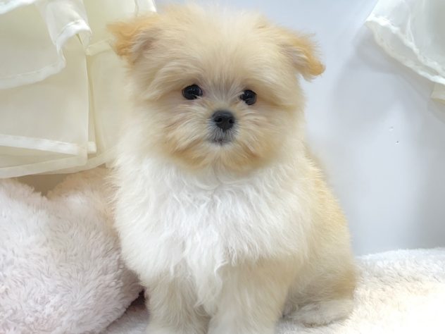 兵庫県のハーフ犬・ミックス犬 (アミーゴ姫路飾磨店/2024年4月27日生まれ/女の子/クリーム)の子犬