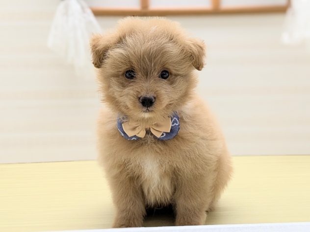 2024年4月28日生まれのハーフ犬・ミックス犬の1枚目の写真