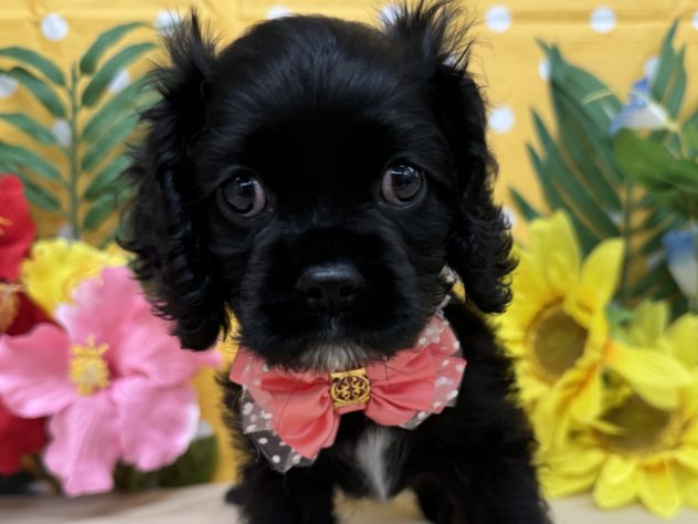 山形県のハーフ犬・ミックス犬 (アミーゴ酒田店/2024年5月1日生まれ/女の子/ブラックホワイト)の子犬