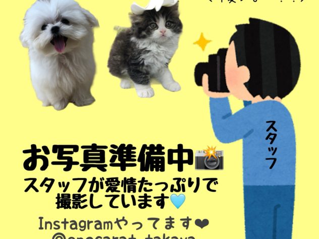 岡山県のハーフ犬・ミックス犬 (アミーゴ高屋店/2024年4月14日生まれ/女の子/フォーンホワイト)の子犬