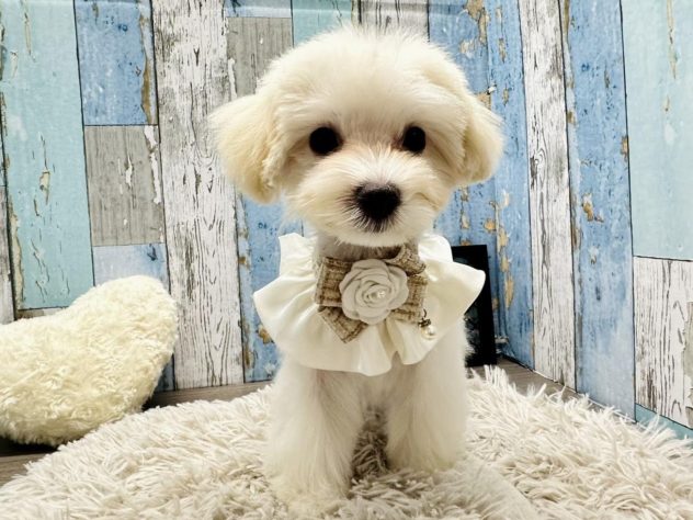 岡山県のハーフ犬・ミックス犬 (アミーゴ岡南店/2024年3月18日生まれ/女の子/ホワイト)の子犬