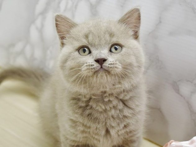 広島県のブリティッシュショートヘアー (アミーゴ宇品店/2024年5月3日生まれ/男の子/ライラック)の子猫