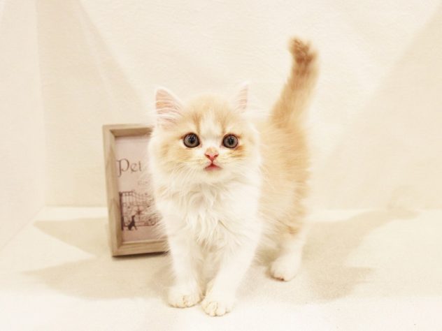 兵庫県のスコティッシュフォールド (アミーゴ神戸灘店/2024年5月17日生まれ/男の子/クリームタビーホワイト)の子猫