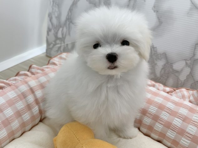 広島県のマルチーズ (アミーゴ宇品店/2024年5月6日生まれ/女の子/ホワイト)の子犬