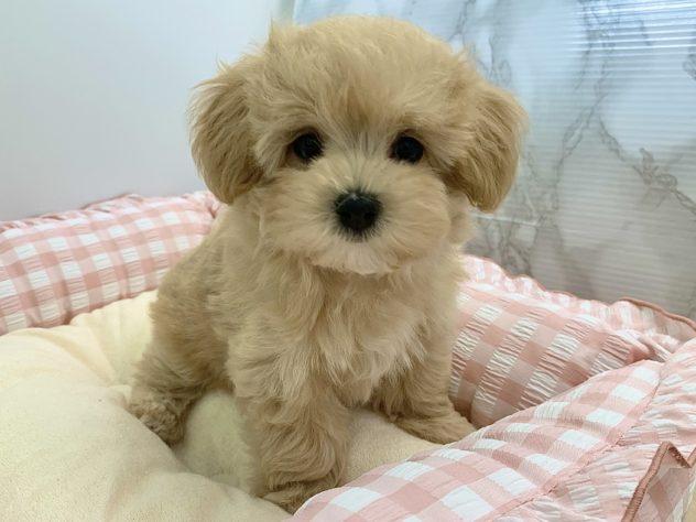 広島県のハーフ犬・ミックス犬 (アミーゴ宇品店/2024年5月11日生まれ/女の子/クリーム)の子犬