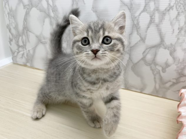 広島県のブリティッシュショートヘアー (アミーゴ宇品店/2024年5月22日生まれ/男の子/ブルータビー)の子猫