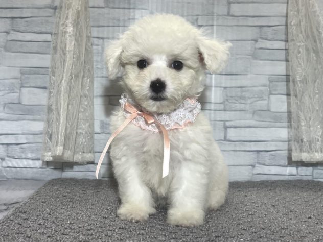 愛媛県のビションフリーゼ (アミーゴ松山久米店/2024年5月11日生まれ/女の子/ホワイト)の子犬