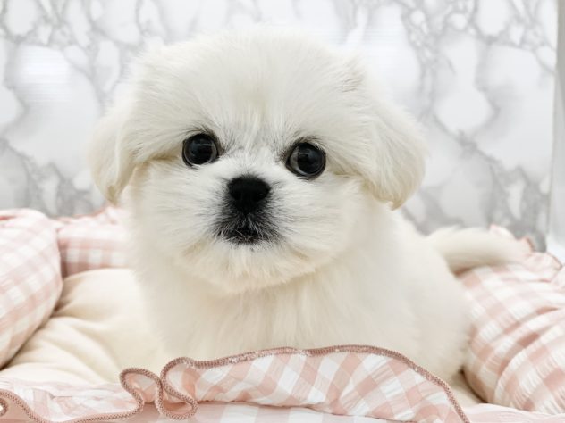 広島県のハーフ犬・ミックス犬 (アミーゴ宇品店/2024年5月20日生まれ/女の子/ホワイト)の子犬