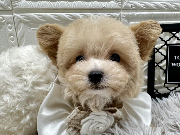 岡山県のハーフ犬・ミックス犬 (アミーゴ岡南店/2024年5月17日生まれ/女の子/クリーム)の子犬