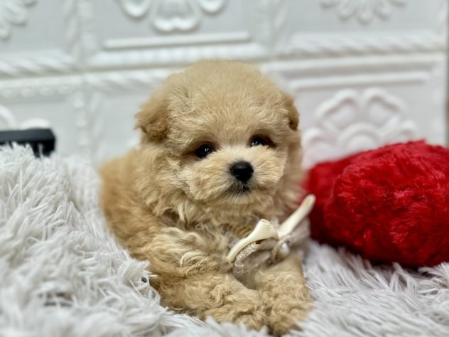 岡山県のハーフ犬・ミックス犬 (アミーゴ岡南店/2024年5月21日生まれ/女の子/クリーム)の子犬