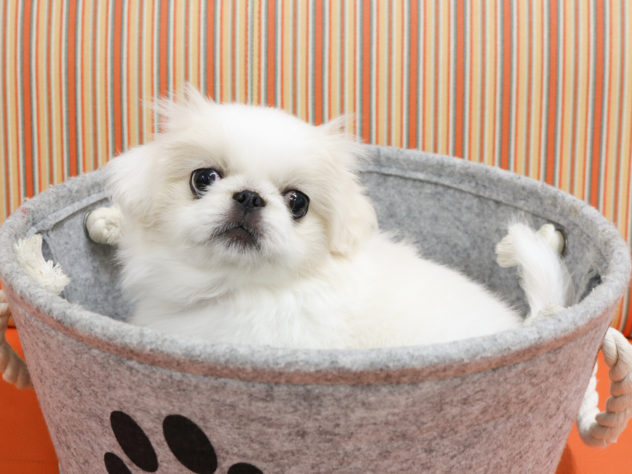 広島県のペキニーズ (アミーゴ西条店/2024年5月16日生まれ/男の子/ホワイト)の子犬