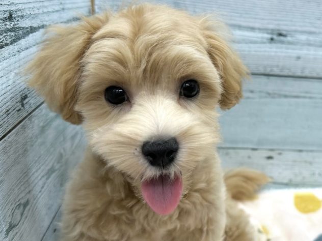 徳島県のハーフ犬・ミックス犬 (アミーゴ北島店/2024年3月13日生まれ/男の子/アプリコット)の子犬
