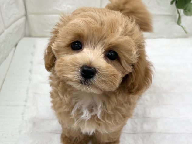 2024年4月20日生まれのハーフ犬・ミックス犬の1枚目の写真