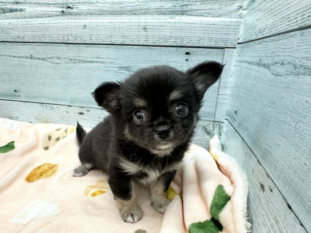 徳島県のチワワ(ロング) (アミーゴ北島店/2024年5月12日生まれ/女の子/ブラックタン)の子犬