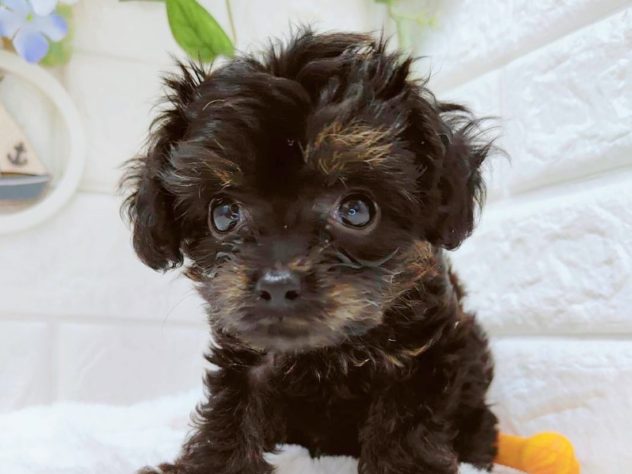 石川県のハーフ犬・ミックス犬 (アミーゴ金沢有松店/2024年4月17日生まれ/女の子/ブリンドル)の子犬