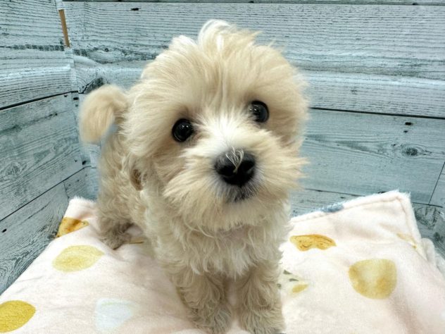 徳島県のハーフ犬・ミックス犬 (アミーゴ北島店/2024年5月3日生まれ/女の子/クリーム)の子犬