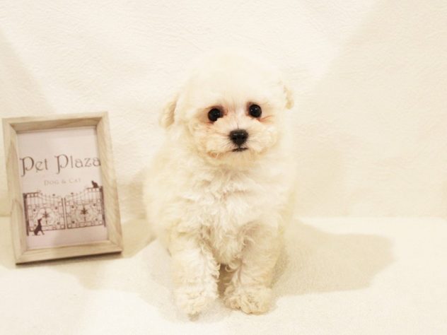 兵庫県のトイプードル(トイ) (アミーゴ神戸灘店/2024年5月29日生まれ/女の子/ホワイト)の子犬