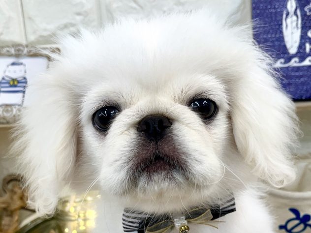 兵庫県のペキニーズ (アミーゴ姫路花田店/2024年3月1日生まれ/男の子/ホワイト)の子犬