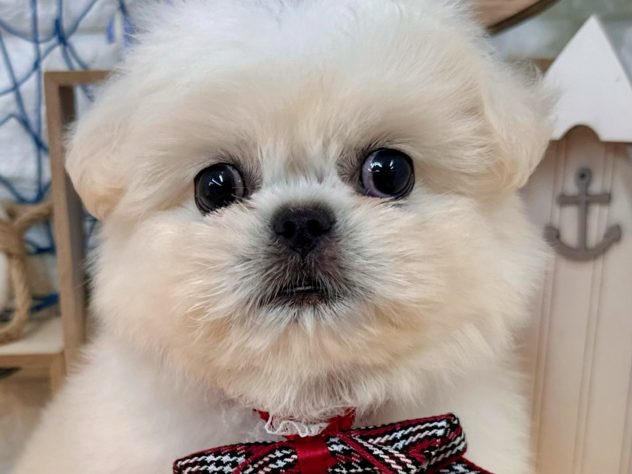 兵庫県のハーフ犬・ミックス犬 (アミーゴ姫路花田店/2024年5月20日生まれ/女の子/ホワイト)の子犬