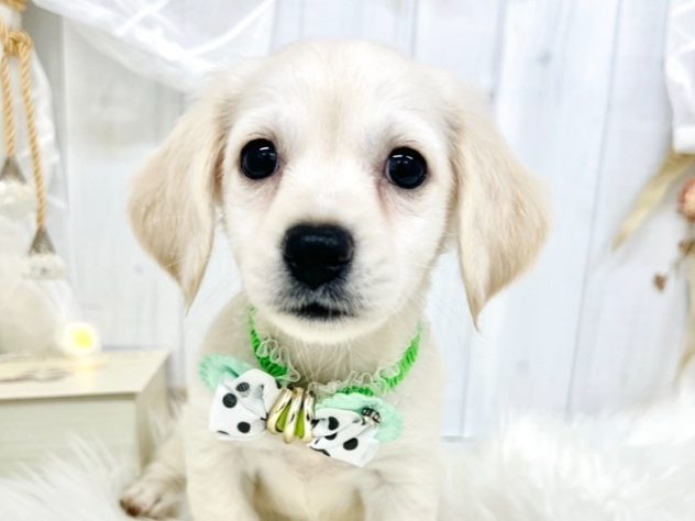 2024年5月9日生まれのハーフ犬・ミックス犬の1枚目の写真
